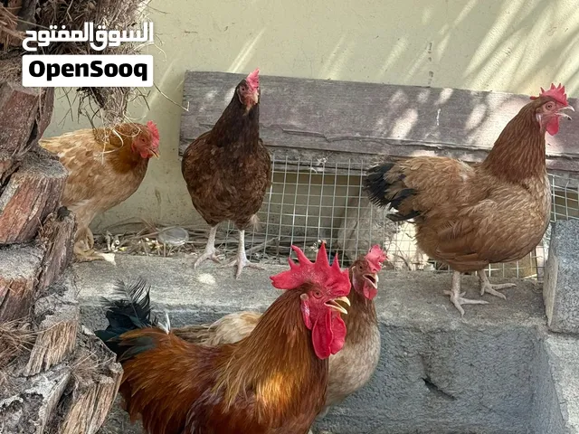 إناث وذكور