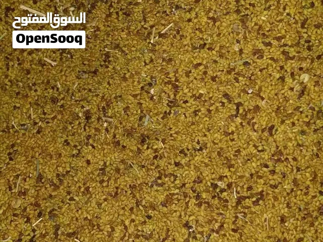 بذر قت عماني  أصلي 100٪ ، من مازرع ولاية الرستاق