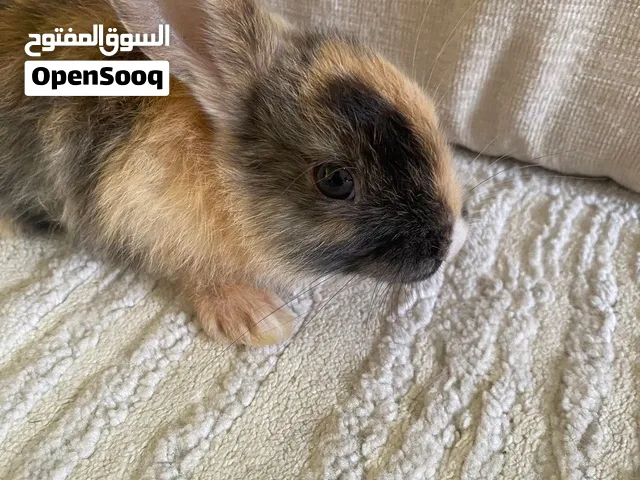 ارنب صغير للبيع