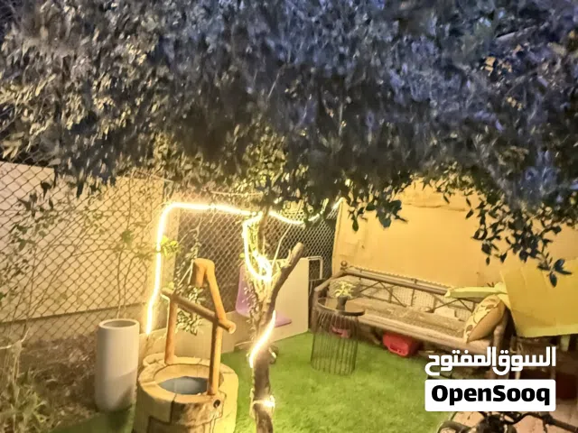 للبيع شجرة زيتون عمرها 20 عام في العين