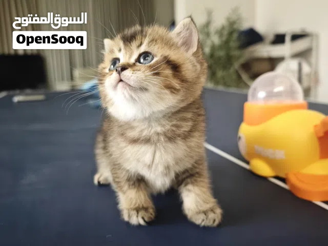 Pure British short hair kittens