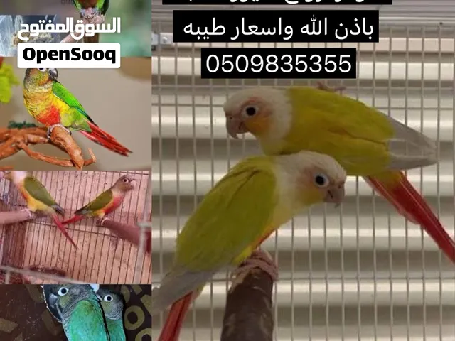 ازواج كنيور منتجه باذن الله 550