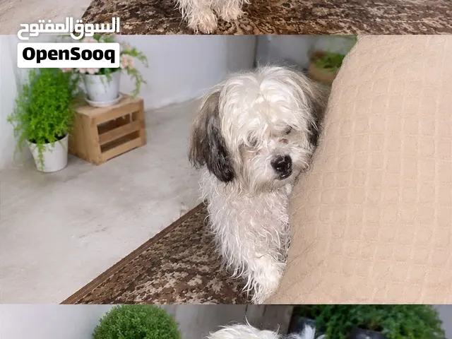 كلب ذكر لطيف جدا