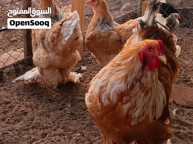 طقم براهمة ليموني ( ديك و جاجتيين ) عمر سنه للبيع