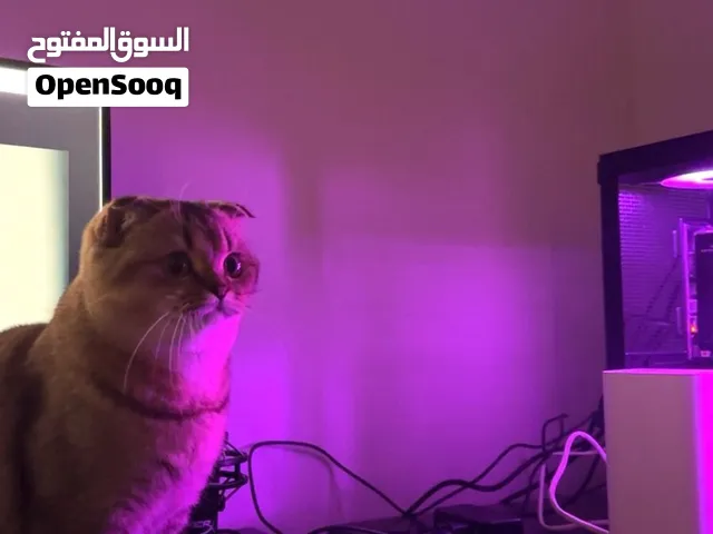 قطط سكوتش فولد جولدن شيدد للبيع