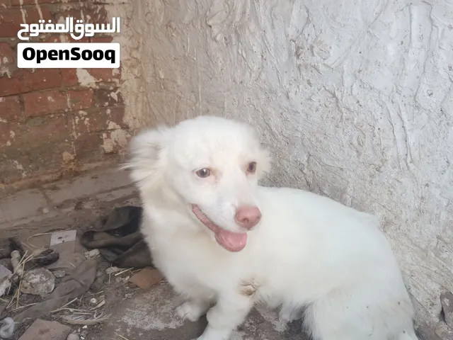 نتايه ليلو للبيع