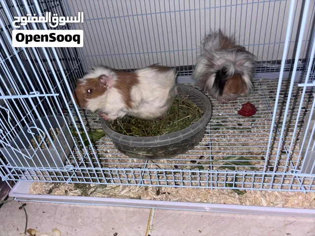غبينيا (خنازير غينيا) أليفة مع القفص والأغراض بالكامل