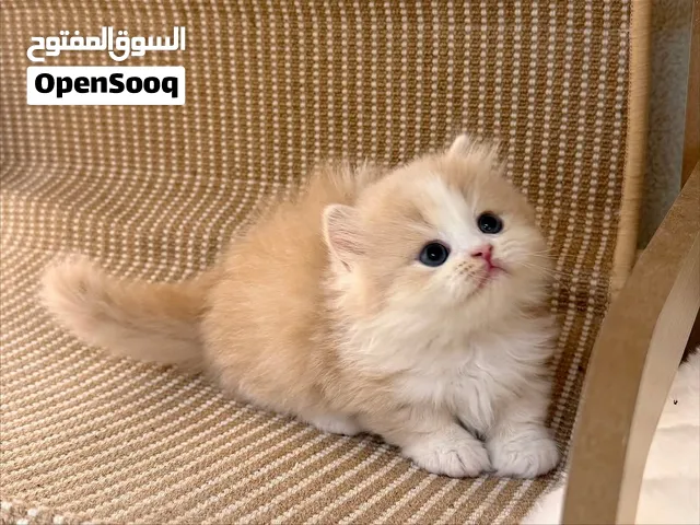 Munchkin Kitten