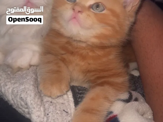 كيتن امريكان شورت هير