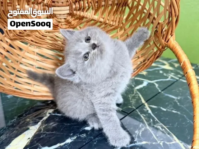Beautiful Grey Kitten Available – 2.5 Months Old