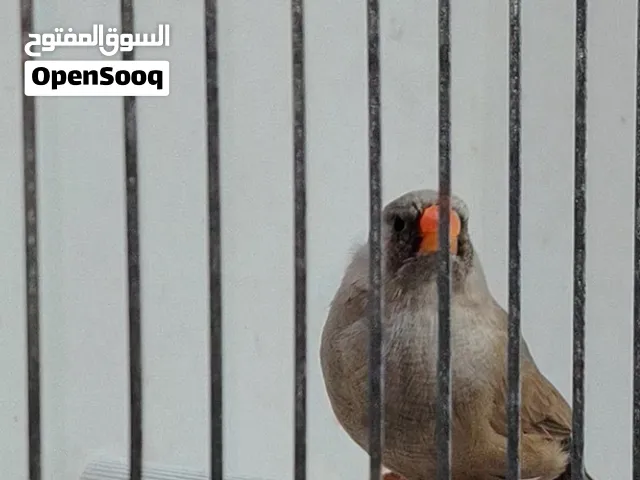 زيبرا شاركول وأحجام للبيع جاهزين ومحجلين