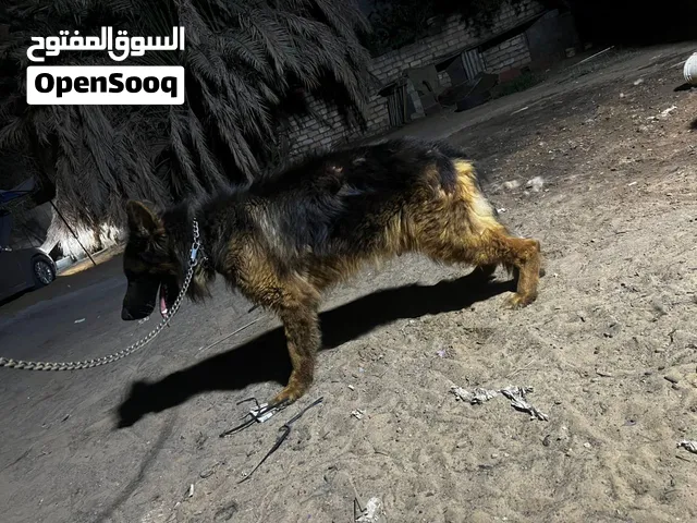 كلاب للبيع
