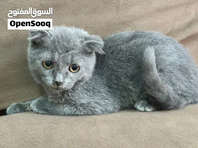 قطط سكوتش فولد و برتش شورت هير