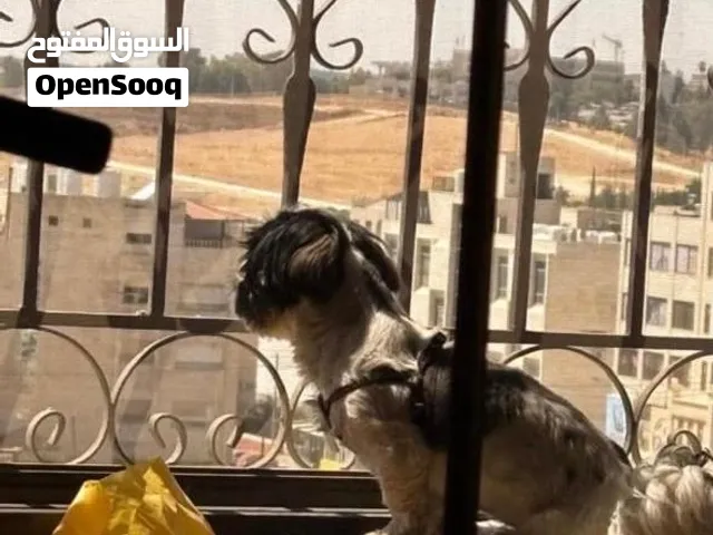 كلبة شيتزو اصلية للبيع