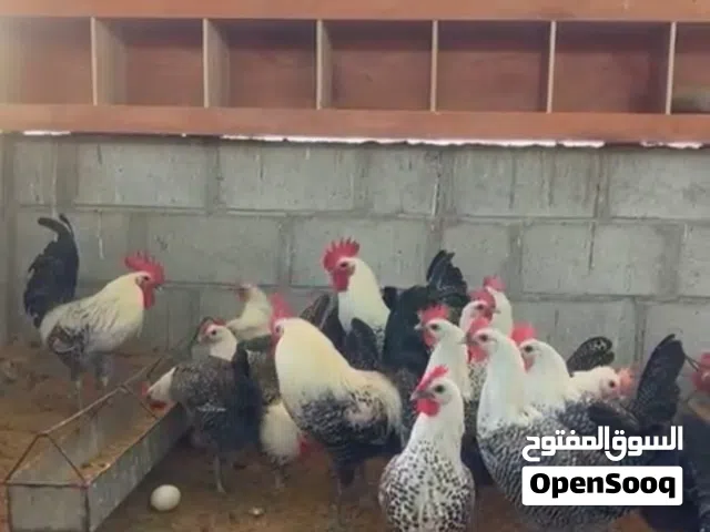 صيصان فيومي بيور كلاسيك و خشبي عمر ثلاث أسابيع محصنات و حالتهن ممتازة
