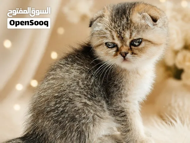 قطط مميزه من سلالات راقيه