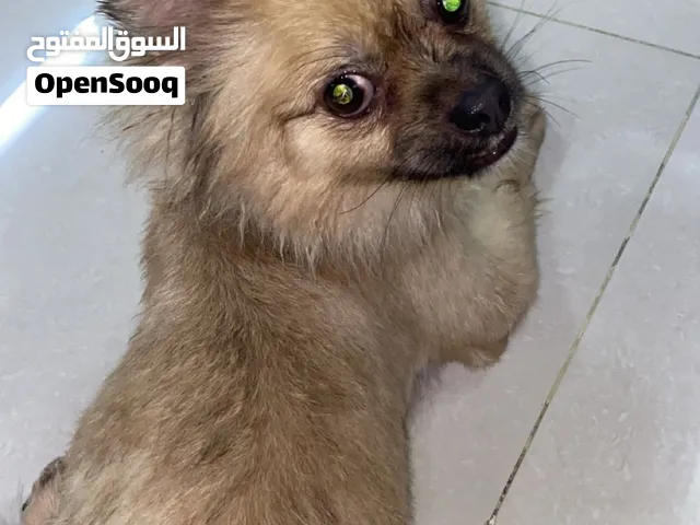 بومرينيان للبيع اليفه جدا انثى شوف الوصف