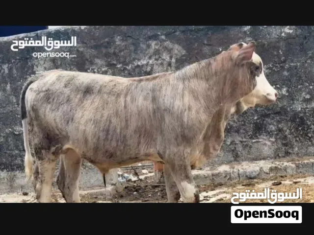 عجال مال صلاله
