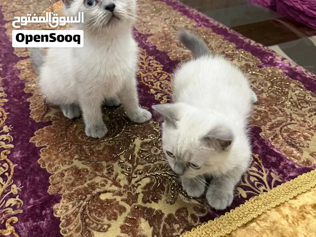 British shorthair kittens pure 4 months cute