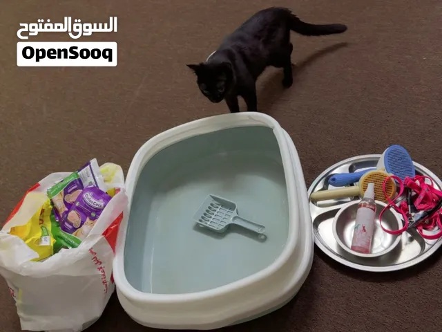 قط بومباي للتبني