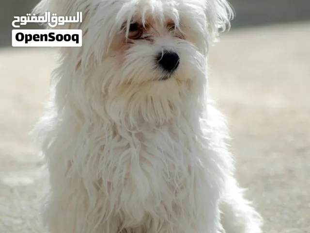 مطلوب كلب ذكر او انثى زينه للتبني