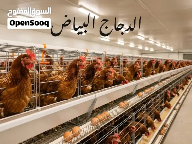 مشروع حضيرة انتاج البيض للإيجار