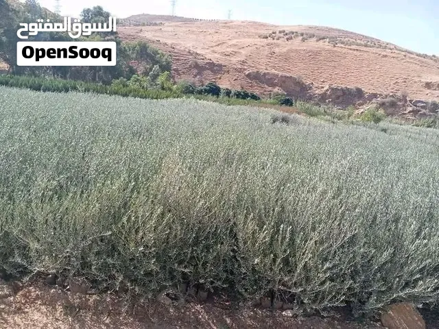 يتوفر لدينا جميع أصناف الزيتون خصومات للكميات خدمة التوصيل مجانا اهلا وسهلا بالجميع حياكم الله.....
