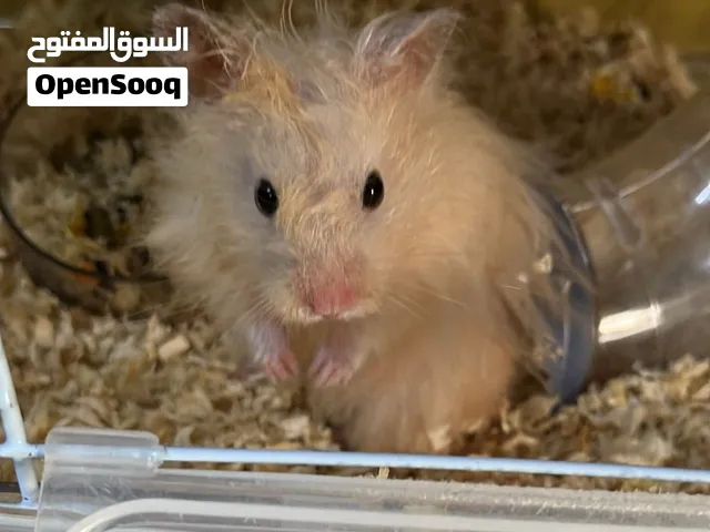 هامسترات صغار بألوان مختلفه