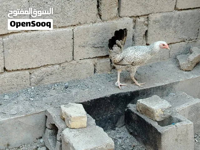 دجاج عمره 4 اشهر