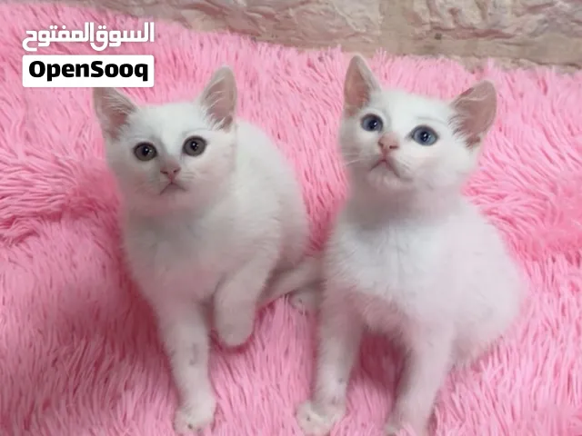 4 ذكور واحدة انثى