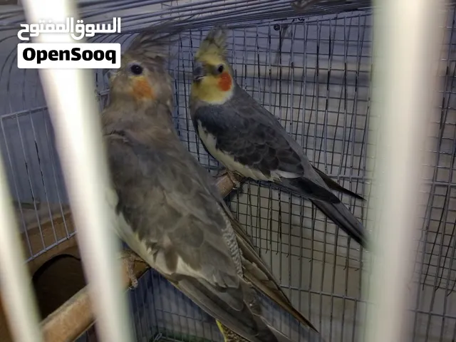 متاح كوم طيور للبيع او للبدل