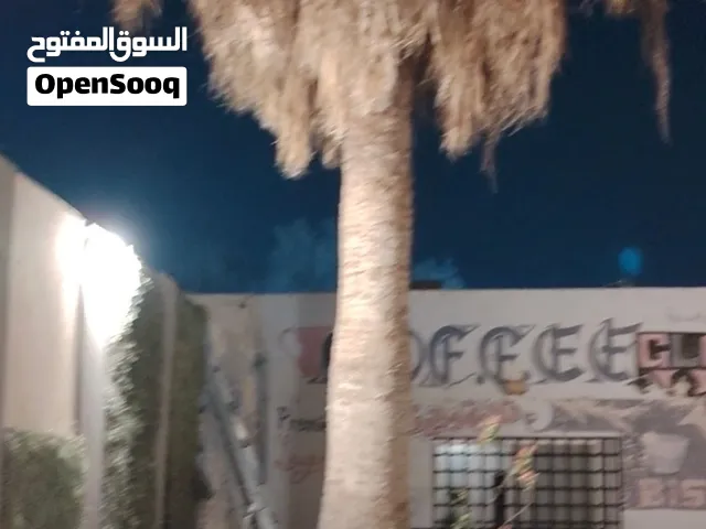 يوجد أشجار واشنطن أمريكي للبيع