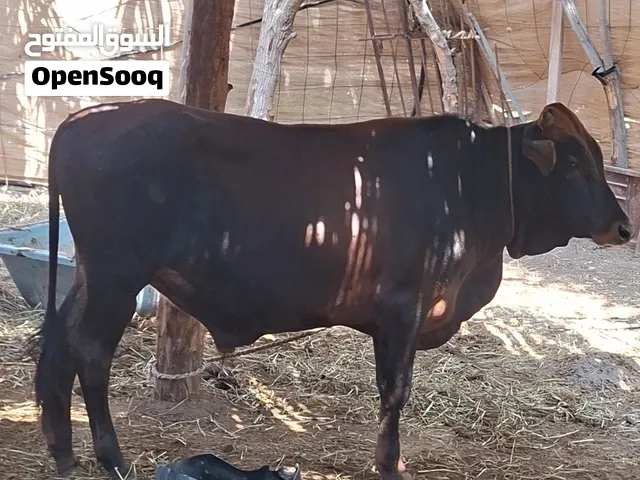 ثور عماني ولد سنه سمين فول