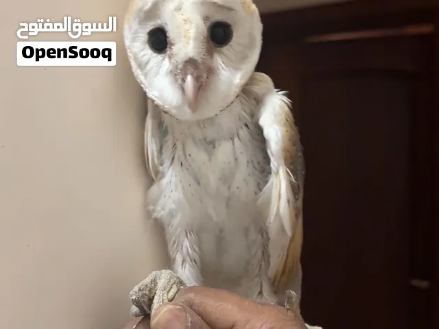 بومة المخازن العمر شهر ونص تقريبا طالب فيها 450