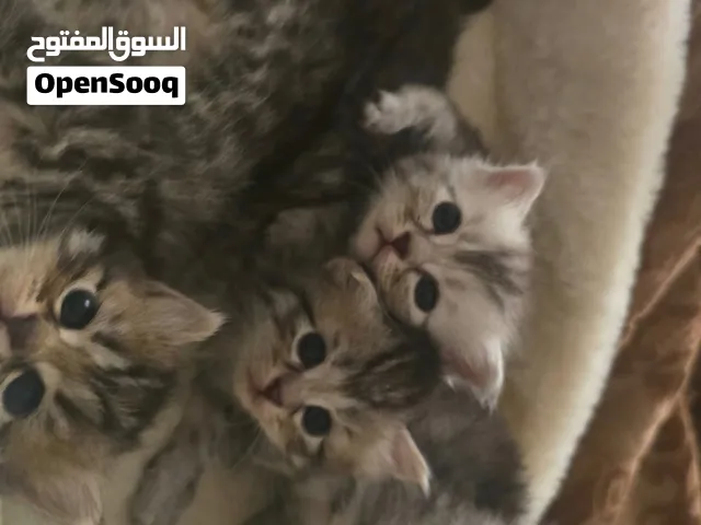 قطط صغار للبيع