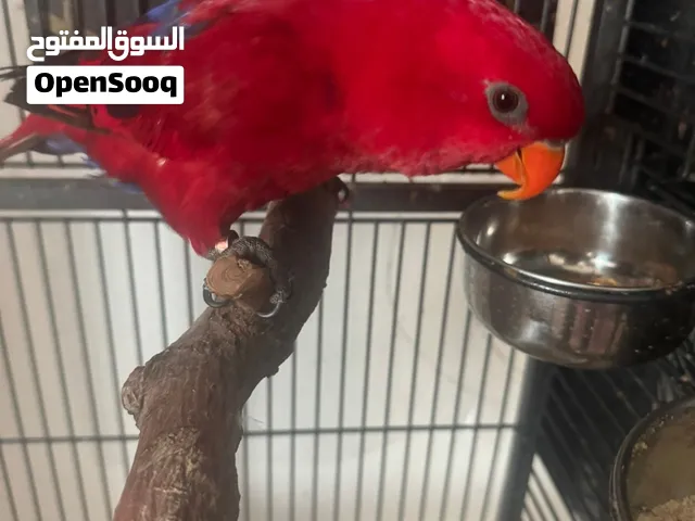 ببغاء ريد لوري للبيع ربوه ومتكلم  مطلوب 230 د.ك بدون القفص ومع الاكل  ومفحوص ذكر