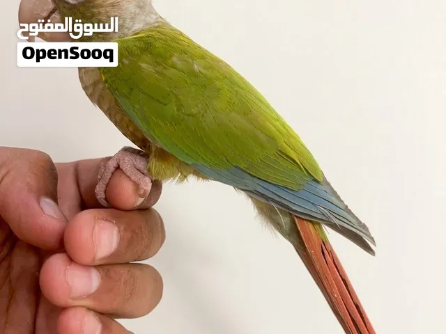 ببغاء الكنيور