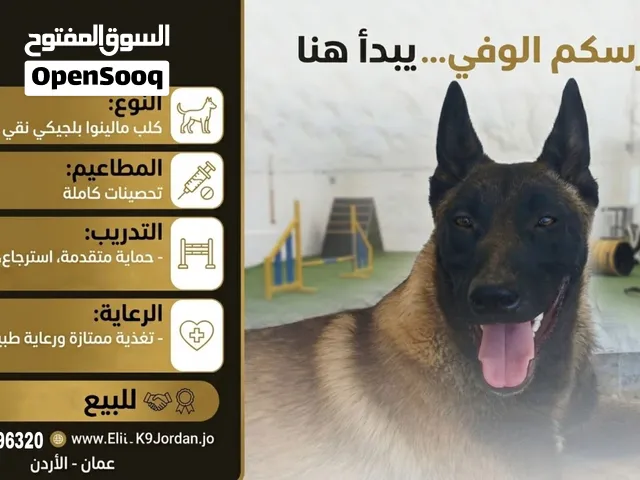 بلجم مالينوا للبيع او للبدل على دوبرمان