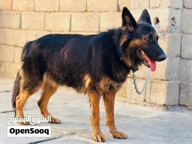 جيرمن نثيه العمر سنه و 6اشهر