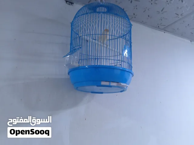 كناري موزاييك للبيع
