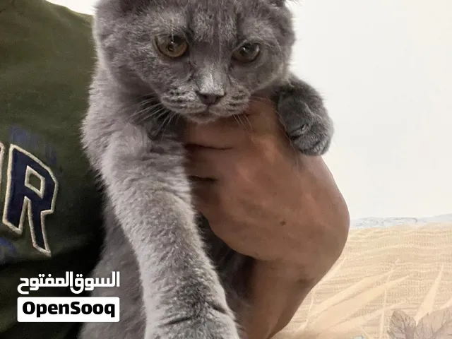 Pure BSH for sale