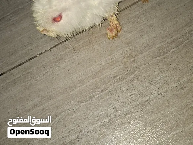 alkhobar azizya