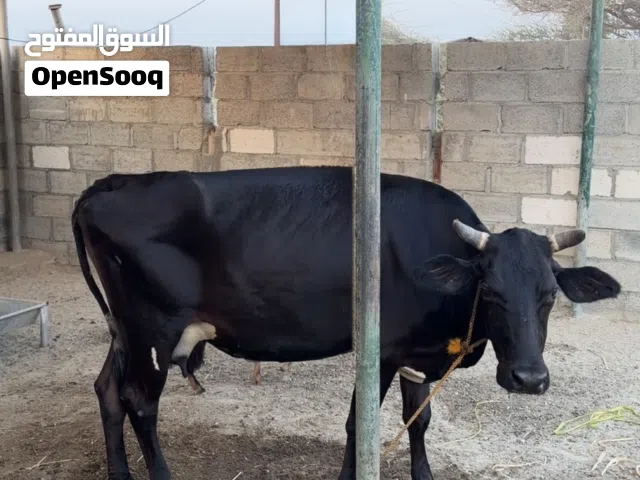 للبيع بقرتين و عجله