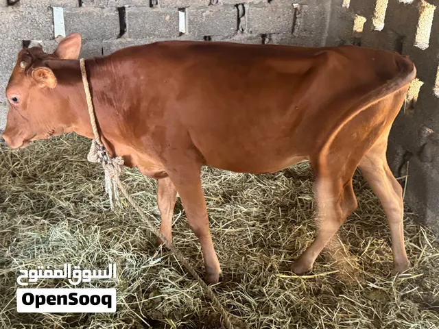 بقر محليات العمر سنة ونص واحده على 290