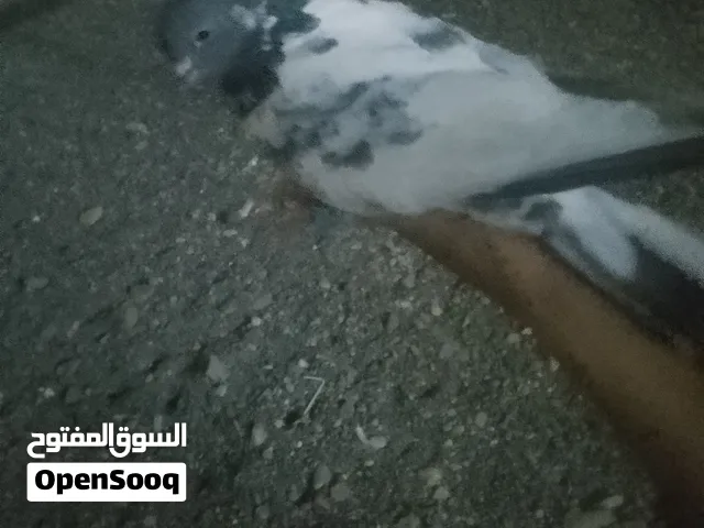 الحمام القلابي بريال ونص