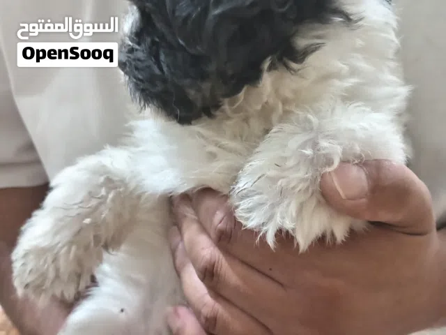 كلاب بيتيه حجم صغير ما بكبر