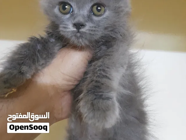 قطة ب تش لونج هير