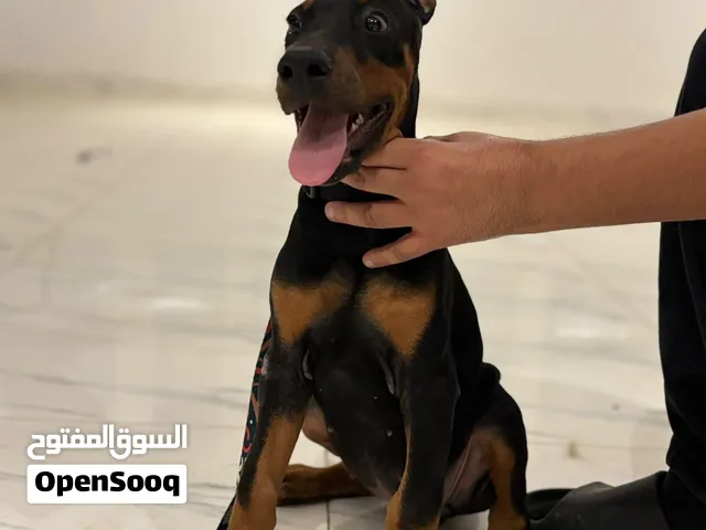 للبيع دوبر نثيه