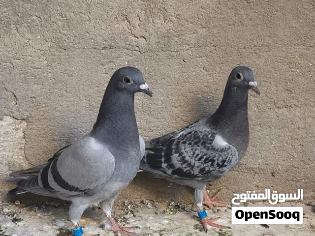 فرخات اثنين  رس اجنبي ع كويتي يرجع لحمام المارسل وتر