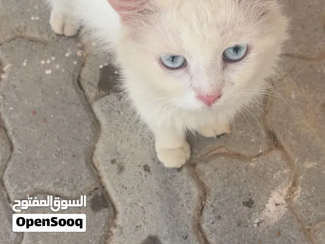 قط شيرازي ابيض عيونه زرق جميل